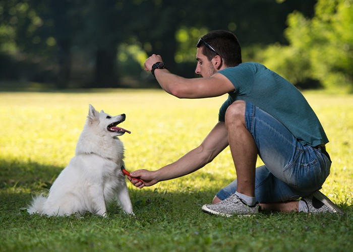 leash training for dogs San Antonio