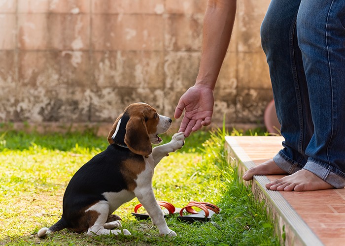 puppy training in San Antonio